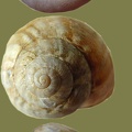 Eobania vermiculata -  8. Fund