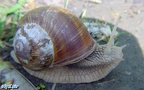 Stamm Mollusca (Cuvier, 1797)