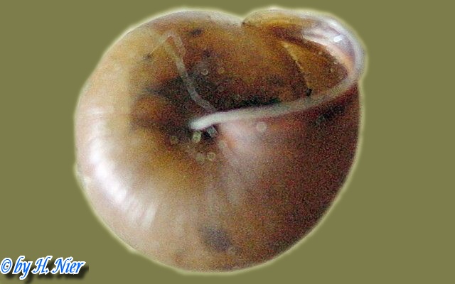 Monachoides incarnatus -  1. Fund