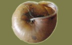 Monachoides incarnatus -  1. Fund