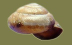 Monachoides incarnatus -  2. Fund
