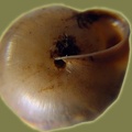 Monachoides incarnatus -  3. Fund