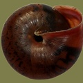 Monachoides incarnatus -  5. Fund