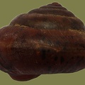 Monachoides incarnatus -  5. Fund