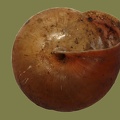 Monachoides incarnatus -  7. Fund