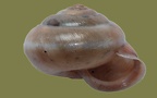 Monachoides incarnatus -  8. Fund