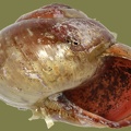 Monachoides incarnatus -  9. Fund