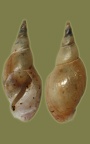 Lymnaea stagnalis - 16. Fund