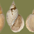 Lymnaea stagnalis - 22. Fund