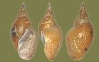 Lymnaea stagnalis - 23. Fund