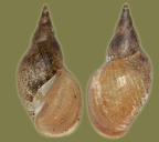 Lymnaea stagnalis - 24. Fund