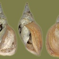 Lymnaea stagnalis - 26. Fund