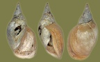 Lymnaea stagnalis - 26. Fund
