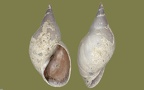 Lymnaea stagnalis - 27. Fund
