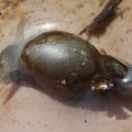 Stagnicola cf. corvus -  1. Fund