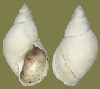 Stagnicola cf. corvus -  4. Fund