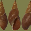 Stagnicola turricula -  1. Fund