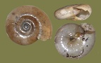 Stamm Mollusca (Cuvier, 1797)