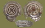 Gattung Anisus (Studer, 1820)