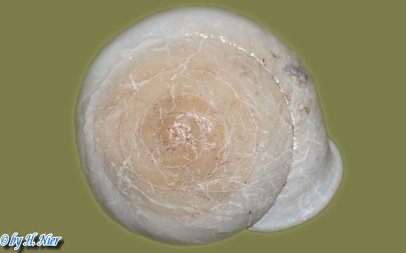 Pleurodonte lucerna -  1. Fund