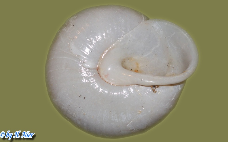 Pleurodonte lucerna -  1. Fund