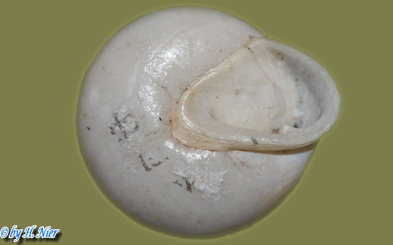 Pleurodonte lucerna -  2. Fund