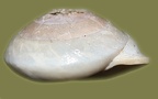 Pleurodonte lucerna -  3. Fund