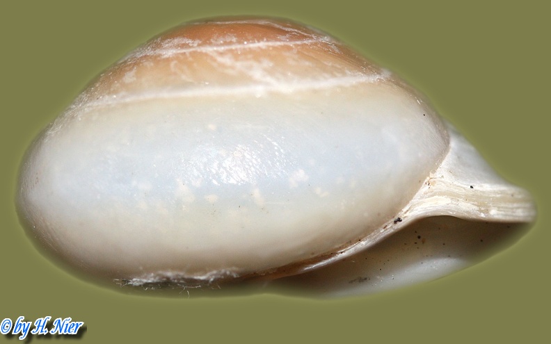 Pleurodonte lucerna -  4. Fund
