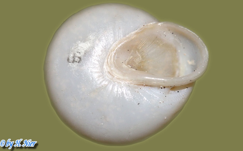 Pleurodonte lucerna -  4. Fund
