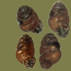 Columella edentula (Draparnaud, 1805)
