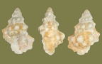 Gattung Lampasopsis (Jousseaume, 1881)