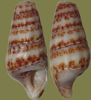 Gattung Cerithium (Bruguière, 1789)