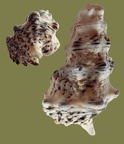Cerithium nodulosum (Bruguière, 1792)