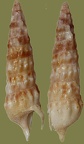 Cerithium protractum (Cerithium haustellum) (Bivona Ant. in Bivona And., 1838)