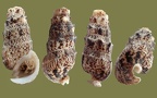 Pseudovertagus aluco (Linnæus, 1758)