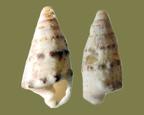 Rhinoclavis sinensis -  1. Fund