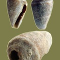 Conus mediterraneus -  1. Fund 