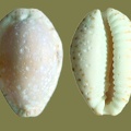Cypraea nebrites -  1. Fund