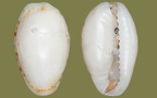 Naria (Cypraea) spurca (Linnæus, 1758)