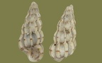 Epitonium clathrus (Linnæus, 1758)