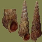 Epitonium turtonis (Turton, 1819)