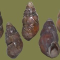 Potamopyrgus antipodarum -  3. Fund