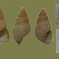 Potamopyrgus antipodarum -  5. Fund