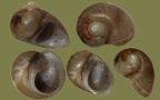 Lithoglyphus naticoides (Pfeiffer, 1828)