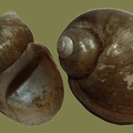 Lithoglyphus naticoides -  7. Fund