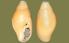 Gattung Episcomitra (Monterosato, 1917)