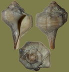 Bolinus (Murex) brandaris (Linnæus, 1758)