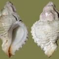 Coralliophila meyendorffi -  1. Fund