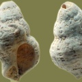 Coralliophila meyendorffi -  2. Fund