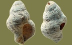Gattung Coralliophila (Adams, 1853)